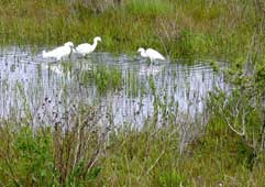SNOWY EGRETS